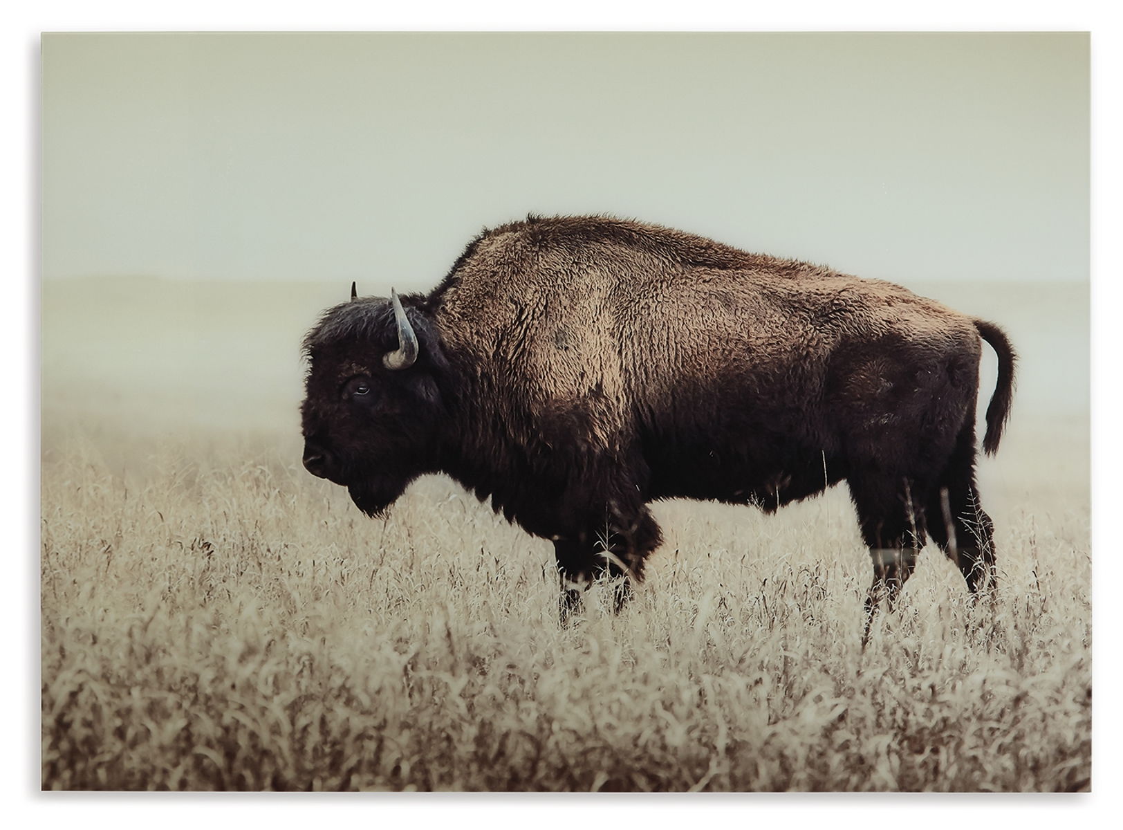 Brutus - Wall Art - Sepia - Image 2